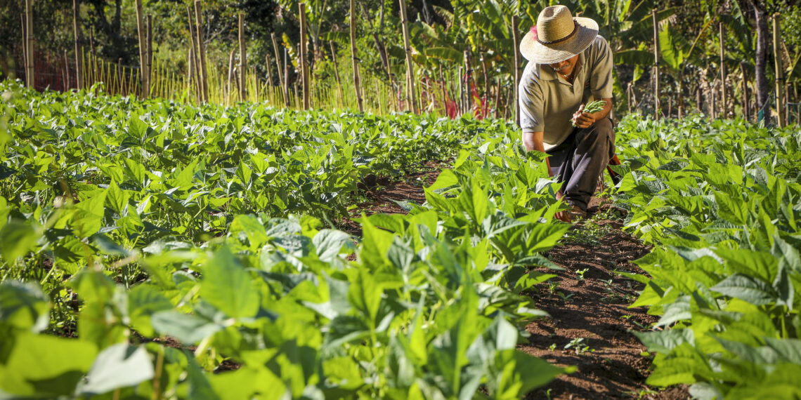 Fedeagro: El financiamiento es medular para que el sector salga del estancamiento  