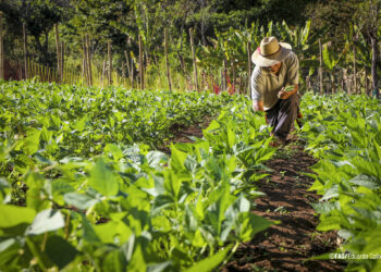 Fedeagro: El financiamiento es medular para que el sector salga del estancamiento  