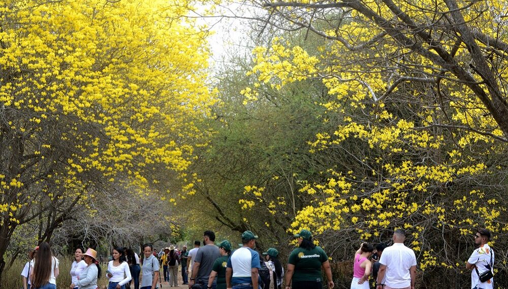 Maracaibo se tiñe de amarillo con la floración de curarires en el Jardín Botánico