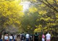 Maracaibo se tiñe de amarillo con la floración de curarires en el Jardín Botánico