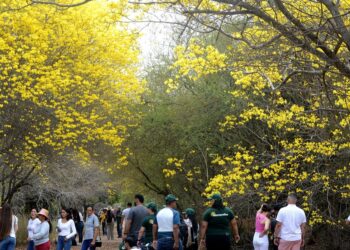Maracaibo se tiñe de amarillo con la floración de curarires en el Jardín Botánico