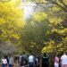 Maracaibo se tiñe de amarillo con la floración de curarires en el Jardín Botánico
