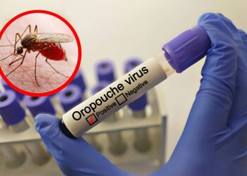 Infectólogo Julio Castro explica las diferencias y similitudes entre el virus Oropouche y el dengue