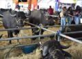 Adelantan preparativos para la III Edición de la Expoferia Nacional Bufalina-Caprina-Ovina