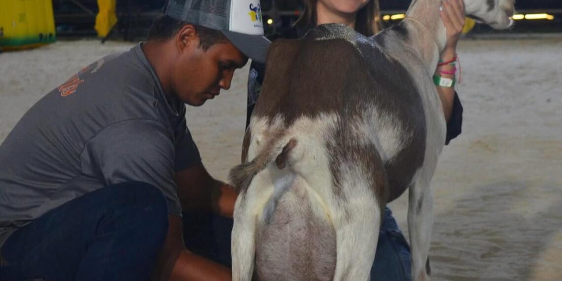 Cabra rompió récord nacional de producción de leche en concurso de la ExpoFeria Nacional Bufalina, Caprina, Ovina 2025