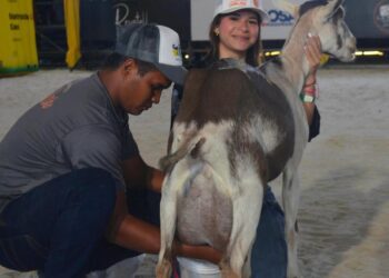 Cabra rompió récord nacional de producción de leche en concurso de la ExpoFeria Nacional Bufalina, Caprina, Ovina 2025
