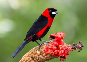 Descubren nueva especie de ave en el estado Amazonas