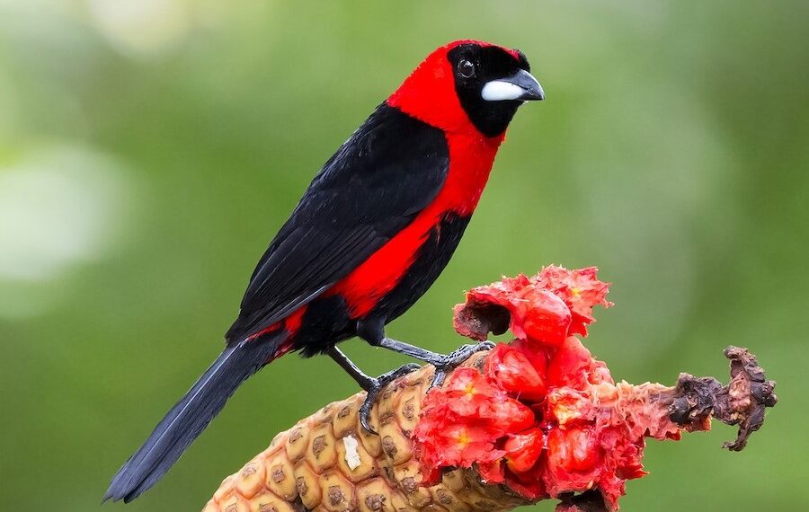 Descubren nueva especie de ave en el estado Amazonas