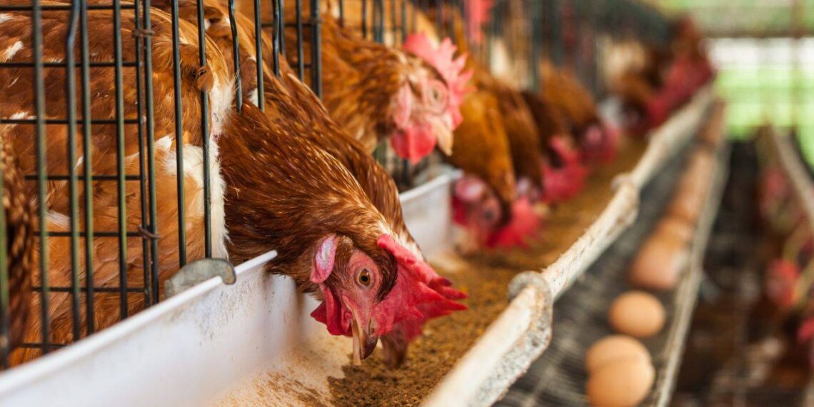 Sector avícola garantiza abastecimiento nacional y estabilidad en los precios