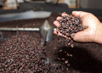 Estiman que la producción de café en Venezuela cerrará este año con un incremento de 40%