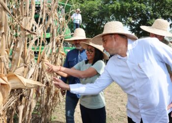 Con casi 600 mil hectáreas sembradas, inicia el Plan Cosecha de Maíz del ciclo invierno