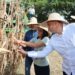 Con casi 600 mil hectáreas sembradas, inicia el Plan Cosecha de Maíz del ciclo invierno