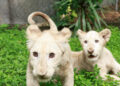 El Zoológico Las Delicias de Maracay da la bienvenida a sus nuevos cachorros de León