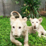 El Zoológico Las Delicias de Maracay da la bienvenida a sus nuevos cachorros de León