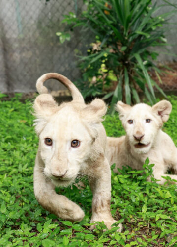 El Zoológico Las Delicias de Maracay da la bienvenida a sus nuevos cachorros de León